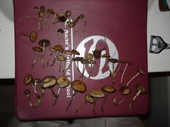Psilocybe ovoideocystidiata
