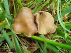 Psilocybe ovoideocystidiata