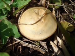 Psilocybe ovoideocystidiata