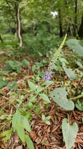 Veronica rotunda iNat (3)