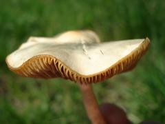 Psilocybe ovoideocystidiata