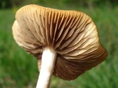 Psilocybe ovoideocystidiata