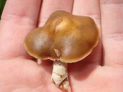Psilocybe ovoideocystidiata