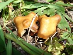 Psilocybe ovoideocystidiata