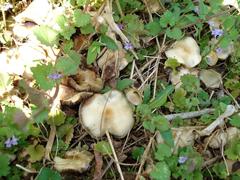 Psilocybe ovoideocystidiata