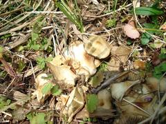 Psilocybe ovoideocystidiata