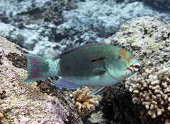 Reefcrest Parrotfish photo 2