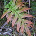 Blechnum novae-zelandiae - Photo (c) Anita Gould, μερικά δικαιώματα διατηρούνται (CC BY-NC), uploaded by Anita Gould
