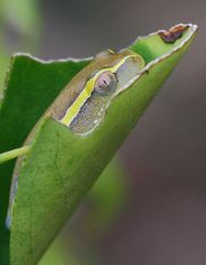 Heterixalus betsileo