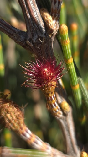 Allocasuarina distyla (Allocasuarina distyla)