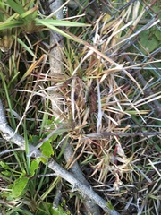 Poaceae