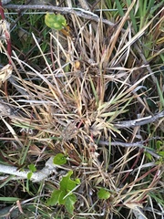 Poaceae