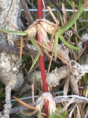 Poaceae