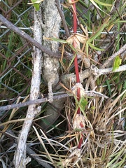 Poaceae