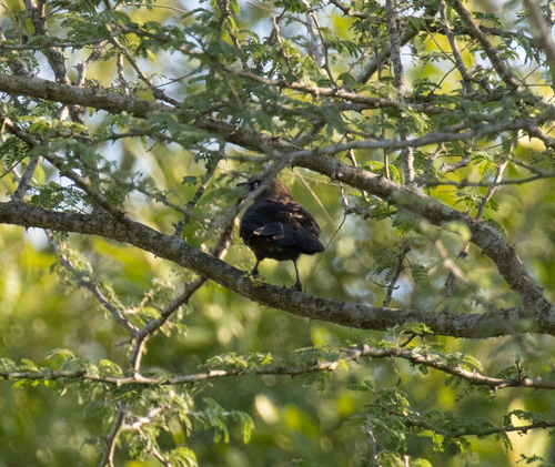 Dusky Babbler (Turdoides tenebrosa), photo 2