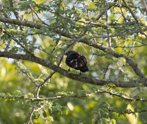 Dusky Babbler (Turdoides tenebrosa), photo 2