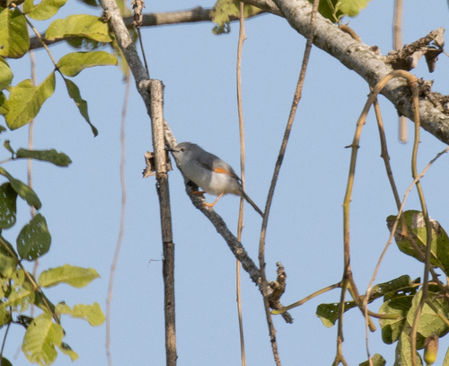 Red-winged Grey Warbler (Drymocichla incana), photo 4