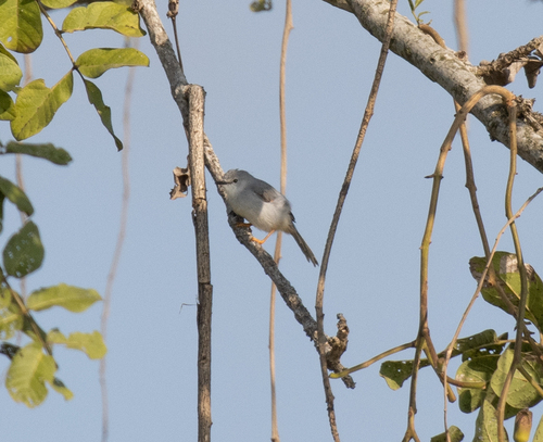 Red-winged Grey Warbler (Drymocichla incana), photo 6