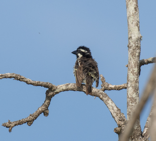 Spot-flanked Barbet (Tricholaema lacrymosa), photo 7
