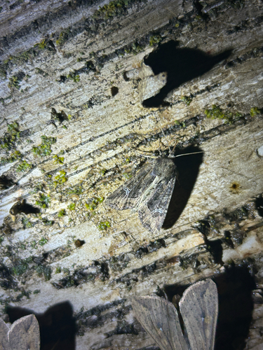 Kidney-spotted Rustic Moth photo 3