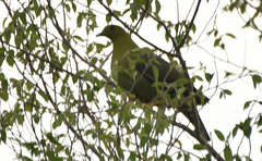 Treron australis
