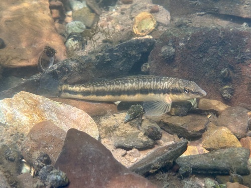 Blotchside darter (Percina burtoni) — Percidae