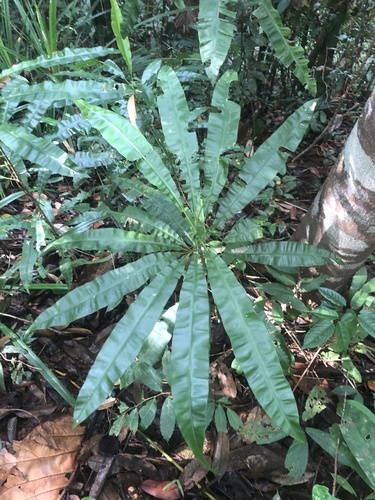 Schuurmansia henningsii observed 2025-01-06