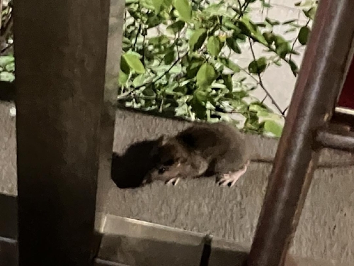 Rat photographed near here on 2025-09-13