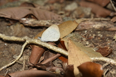 Colotis evanthe evanthe