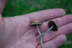 Psilocybe ovoideocystidiata