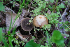 Psilocybe ovoideocystidiata