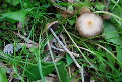 Psilocybe ovoideocystidiata