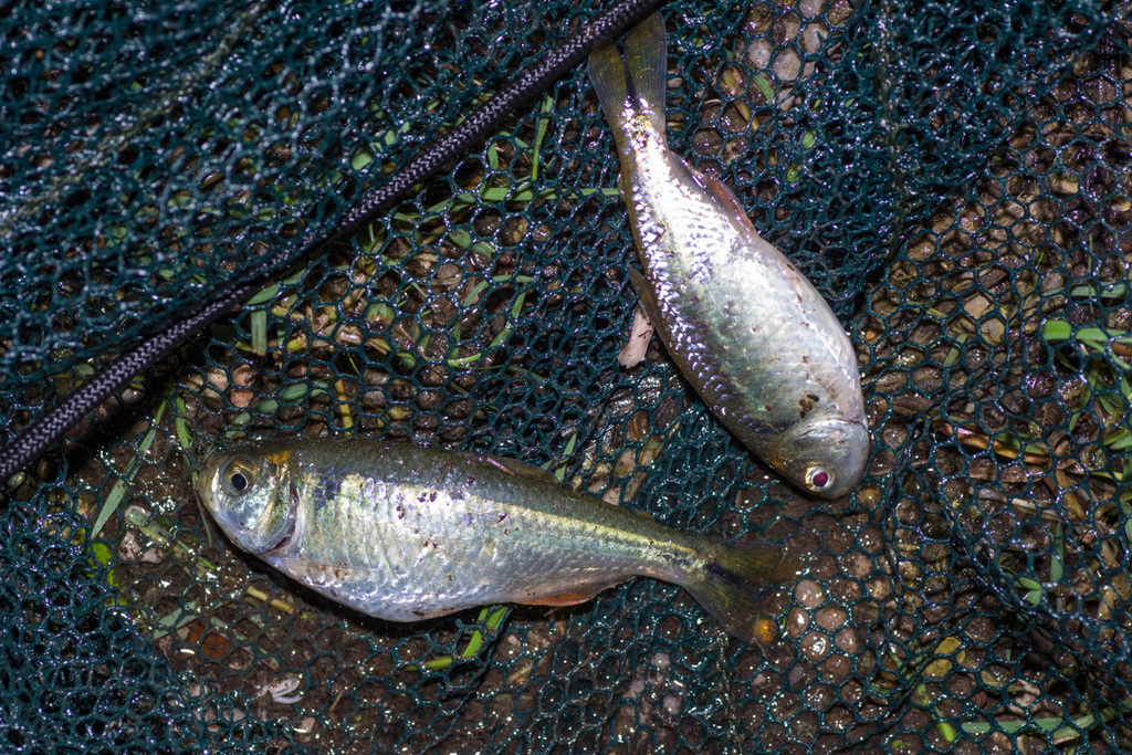 Astyanax tamiahua