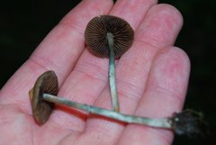 Psilocybe ovoideocystidiata