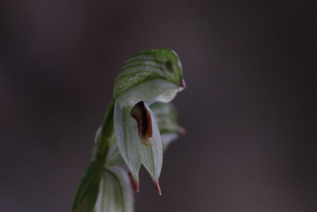 Pterostylis chocolatina