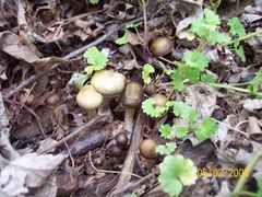 Psilocybe ovoideocystidiata