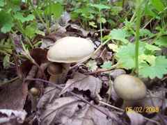 Psilocybe ovoideocystidiata