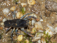 Cambarus dubius