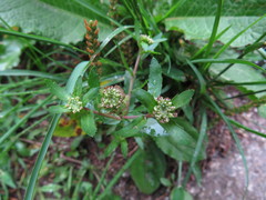 Lepidium chichicara