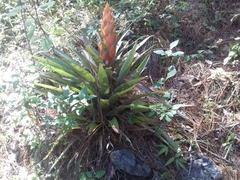 Tillandsia ponderosa