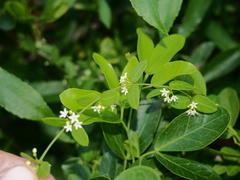 Metastelma schlechtendalii