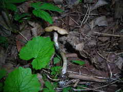 Psilocybe ovoideocystidiata