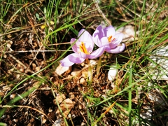 Crocus longiflorus