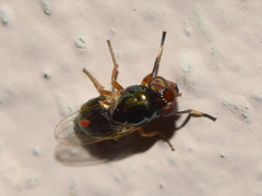 Physiphora clausa
