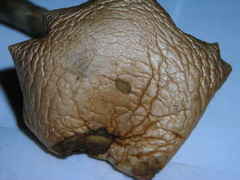 Psilocybe ovoideocystidiata