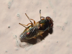 Physiphora clausa