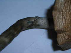 Psilocybe ovoideocystidiata