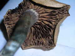 Psilocybe ovoideocystidiata