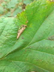 Phyllonorycter nicellii