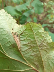 Phyllonorycter nicellii
